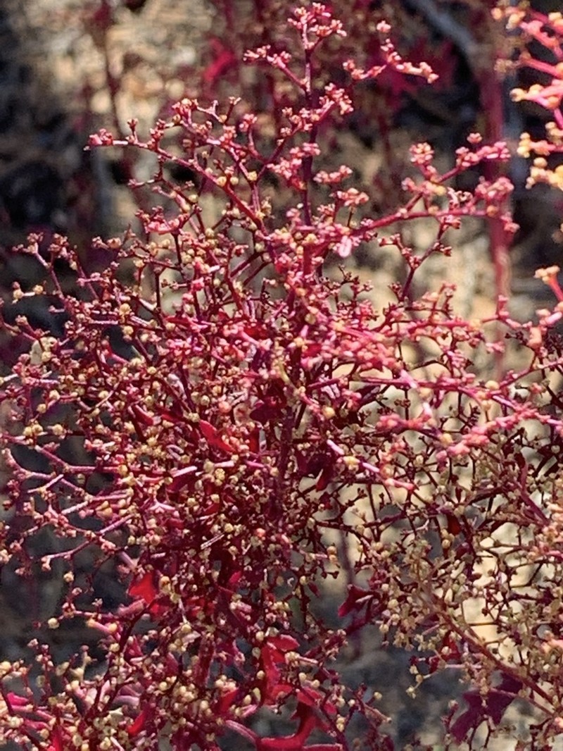 Fetid Goosefoot