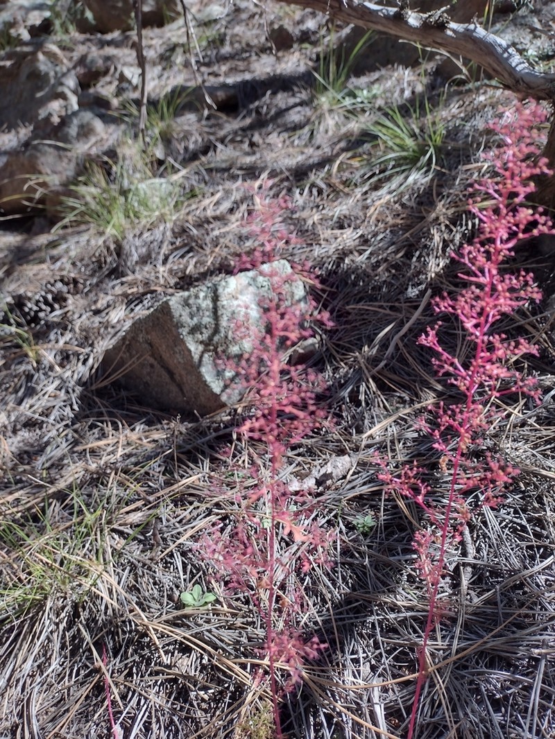 Fetid Goosefoot photo 2