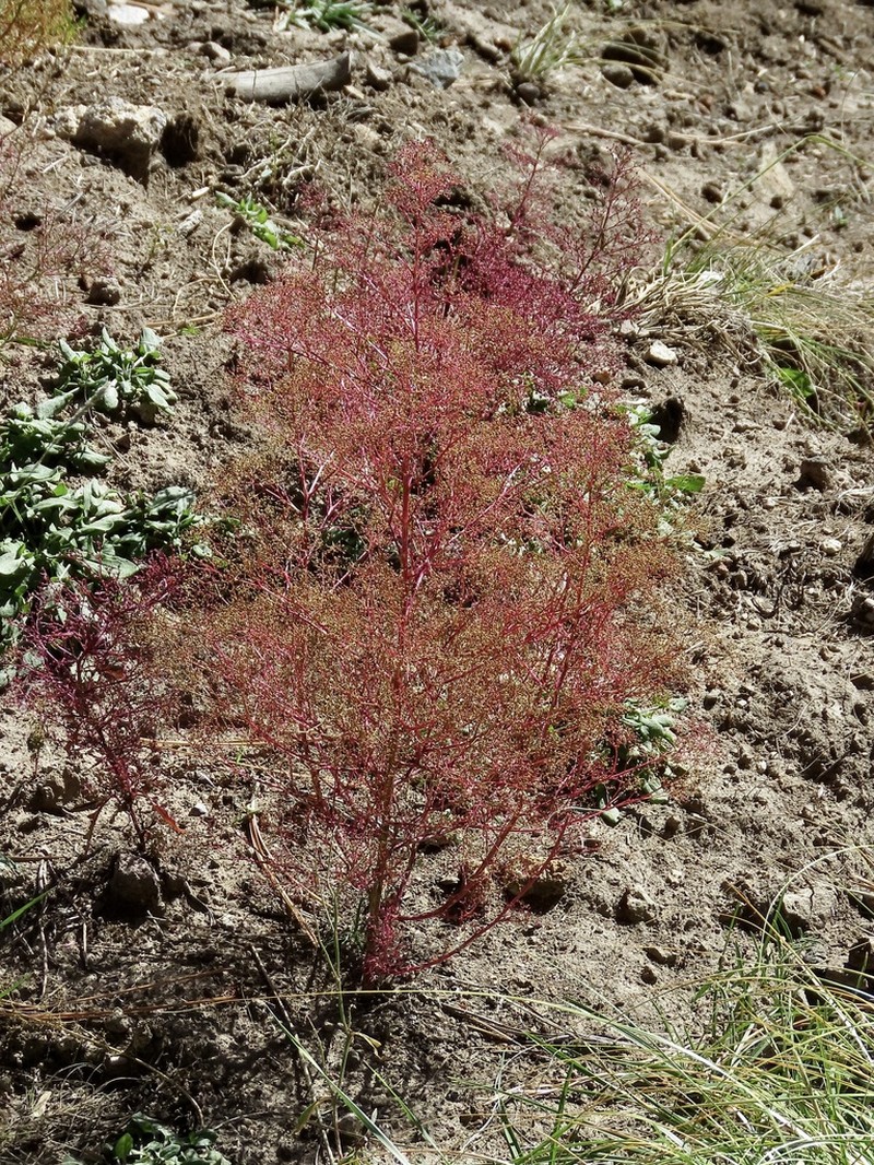 Fetid Goosefoot photo 3