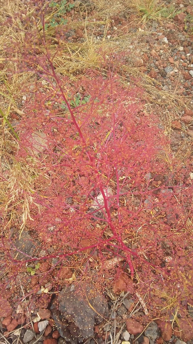 Fetid Goosefoot photo 4