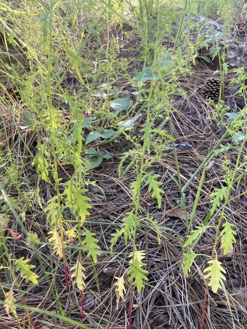 Fetid Goosefoot photo 5