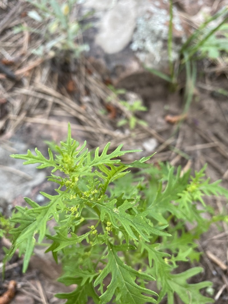 Fetid Goosefoot photo 6