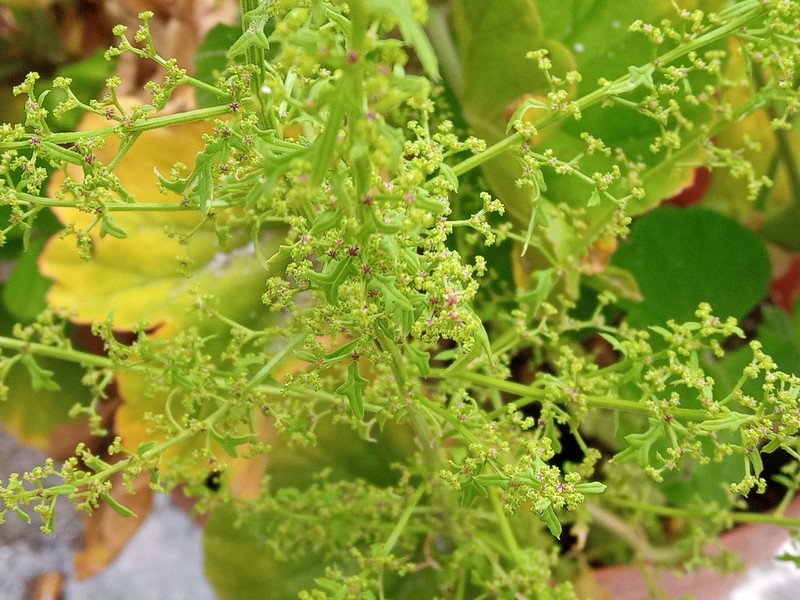 Fetid Goosefoot photo 7