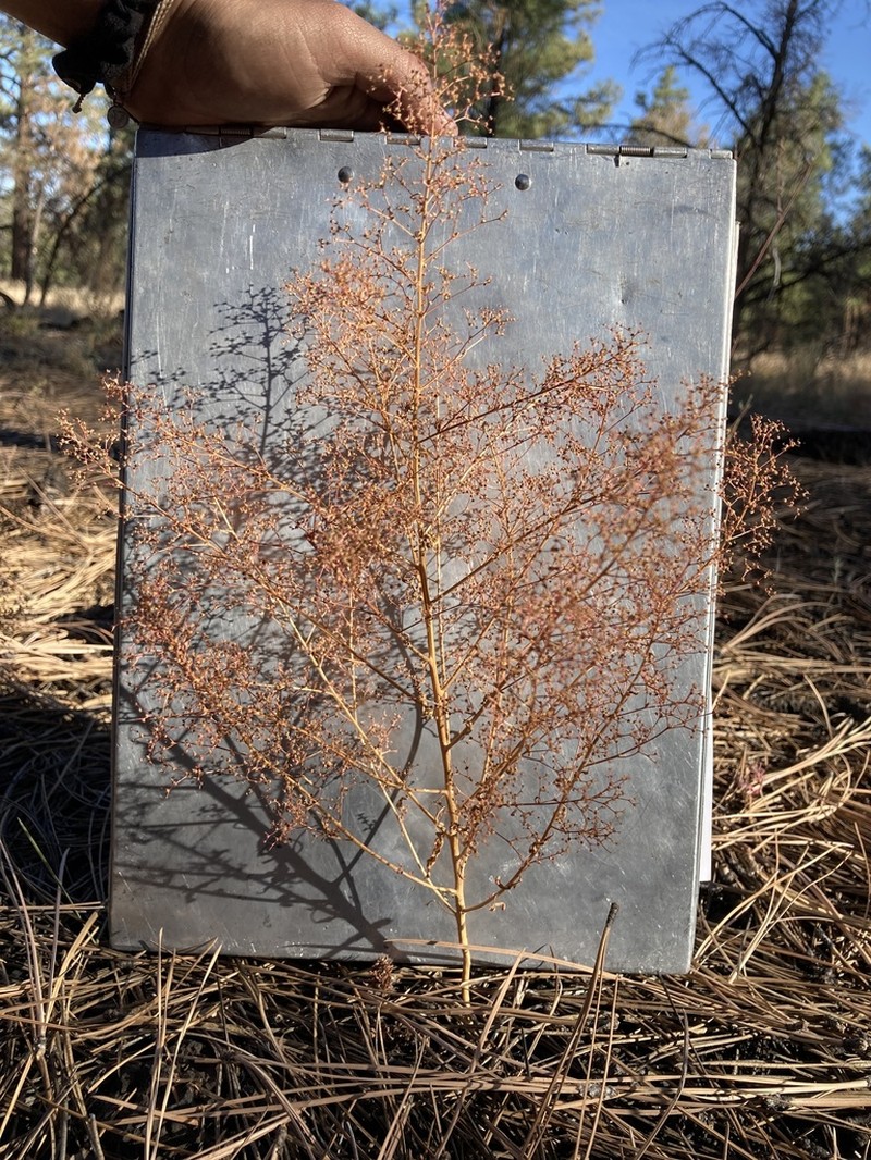 Fetid Goosefoot photo 8