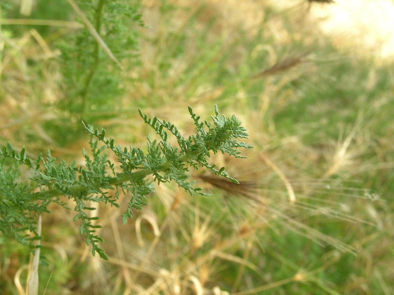 Cutleaf Goosefoot photo 2