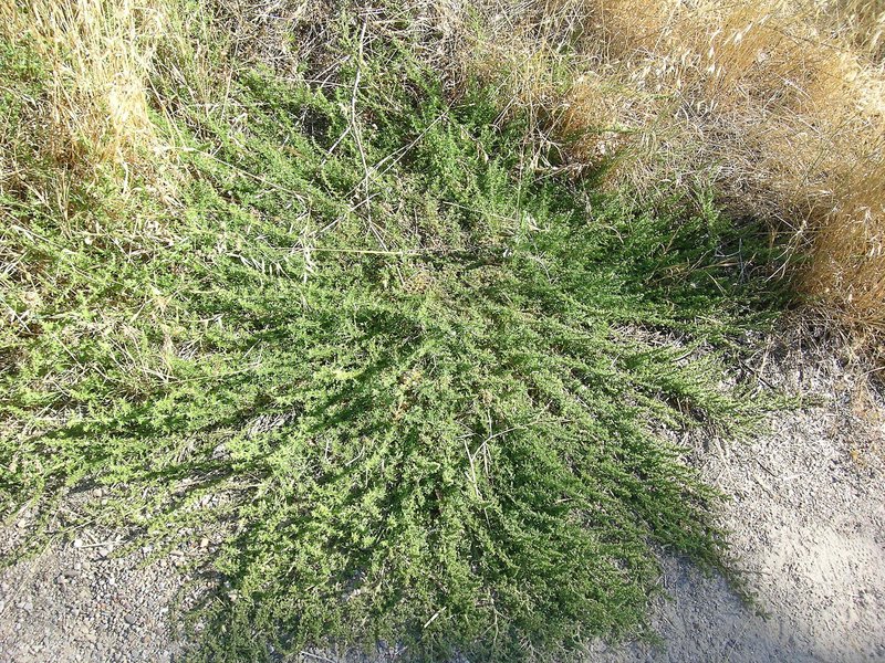 Cutleaf Goosefoot photo 3