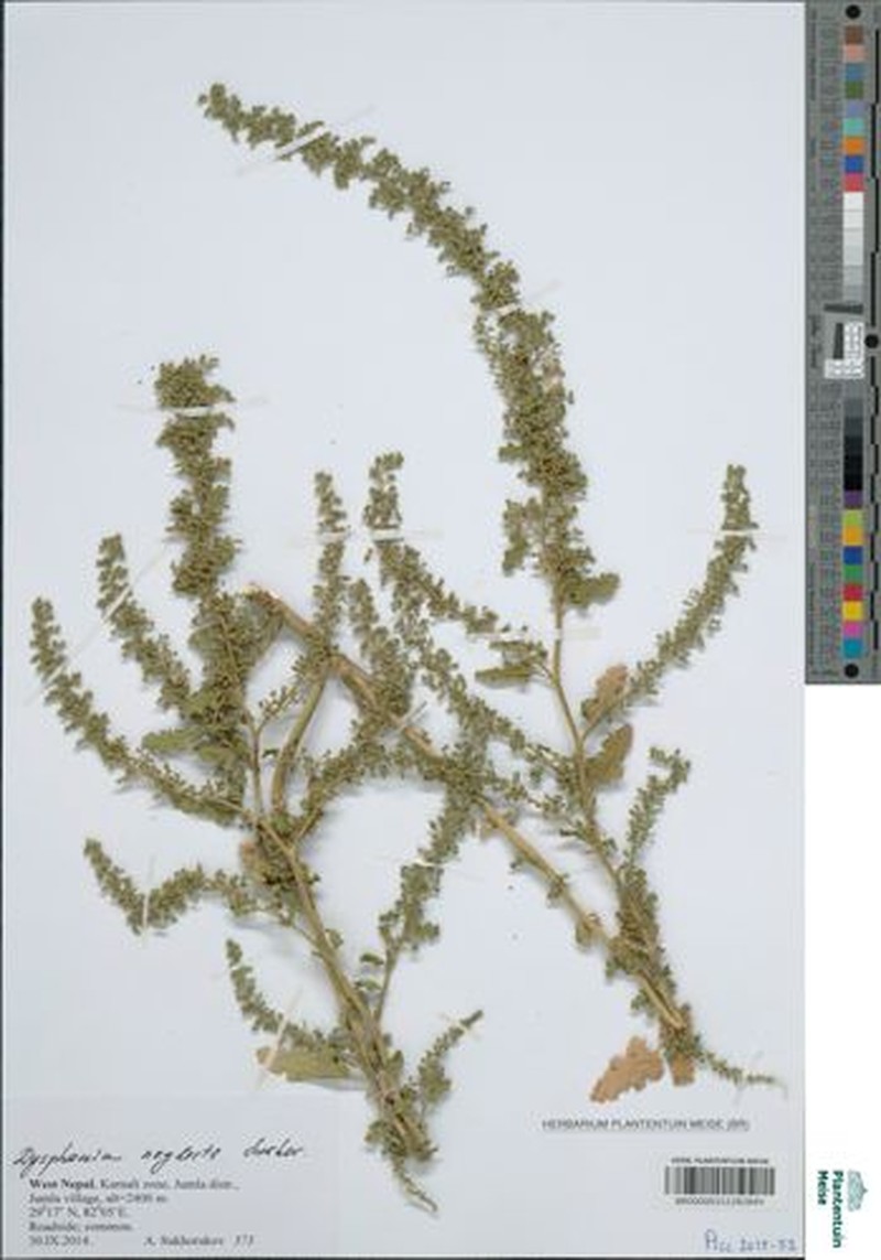 Dysphania neglecta