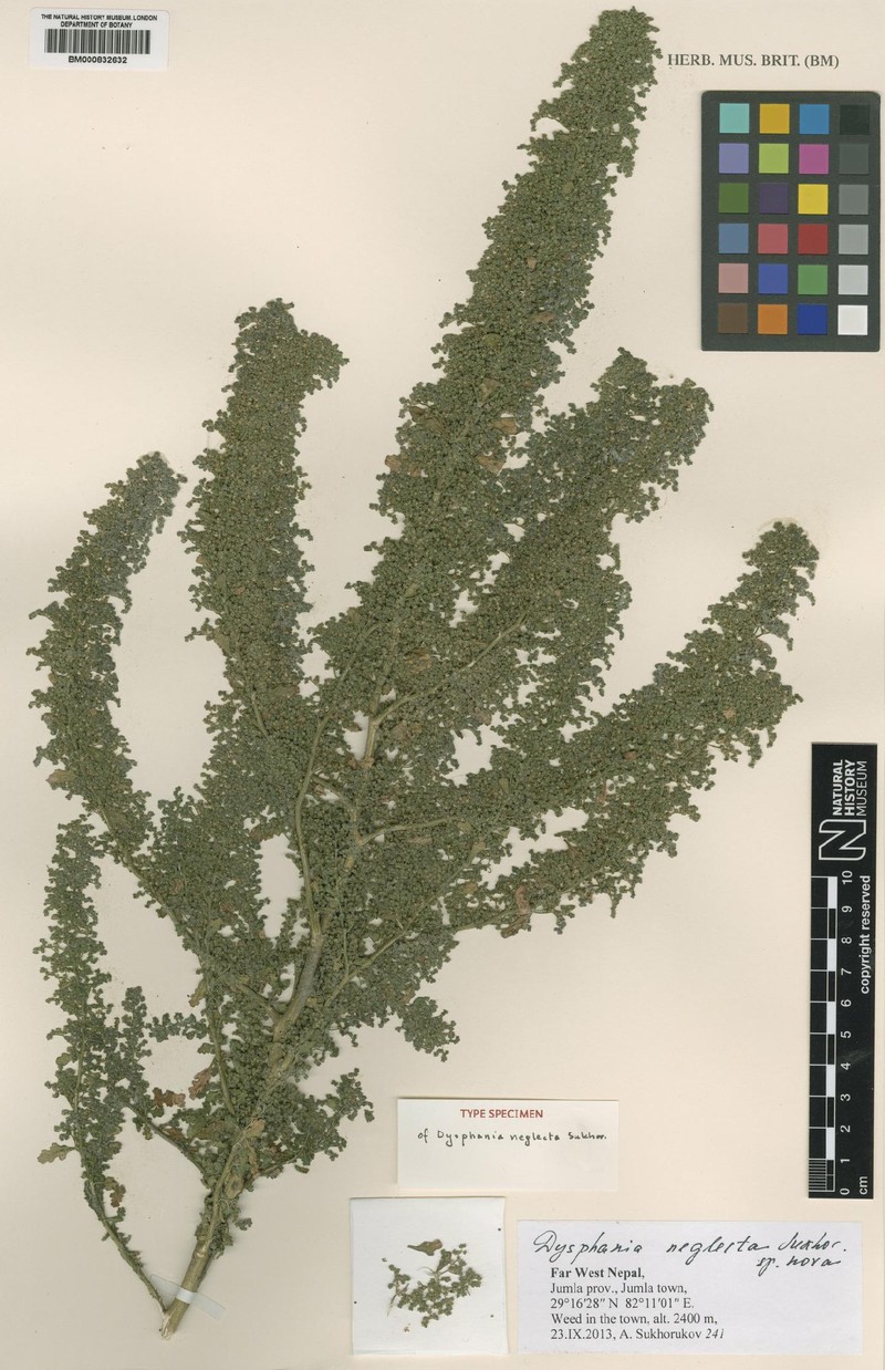 Dysphania neglecta photo 2