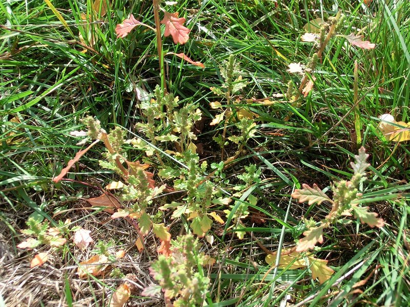 Clammy Goosefoot photo 2