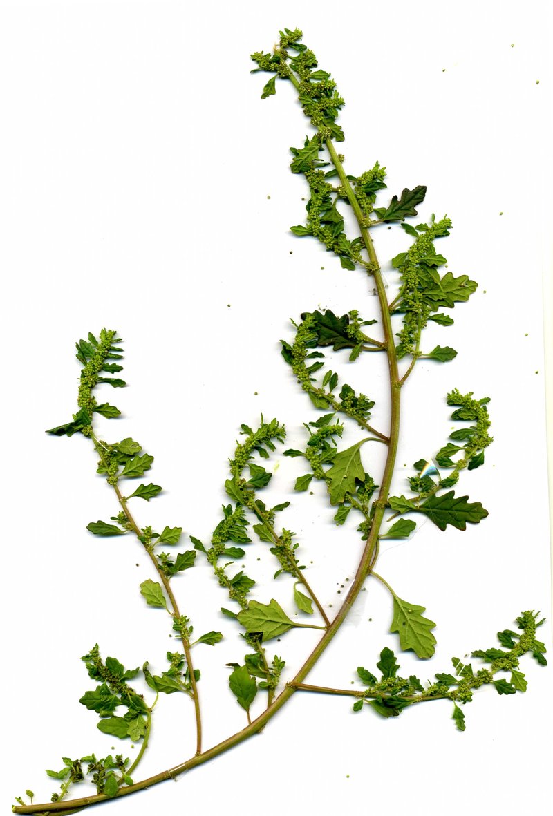 Clammy Goosefoot photo 3