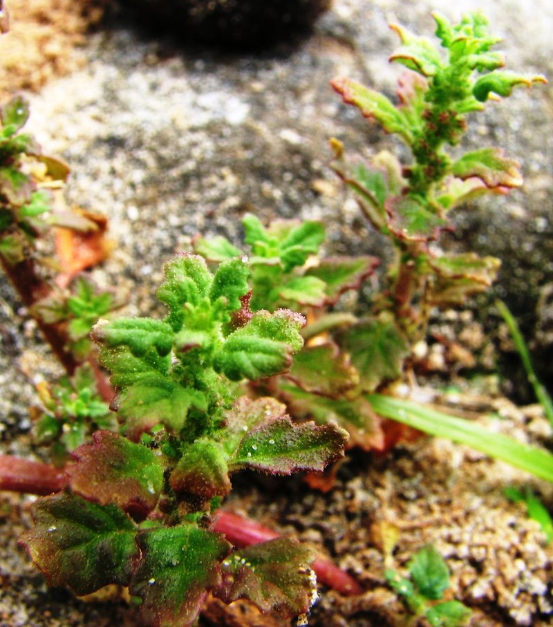 Clammy Goosefoot photo 4