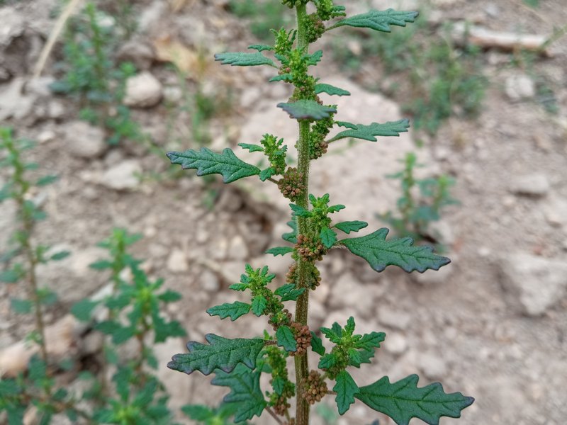 Clammy Goosefoot photo 5