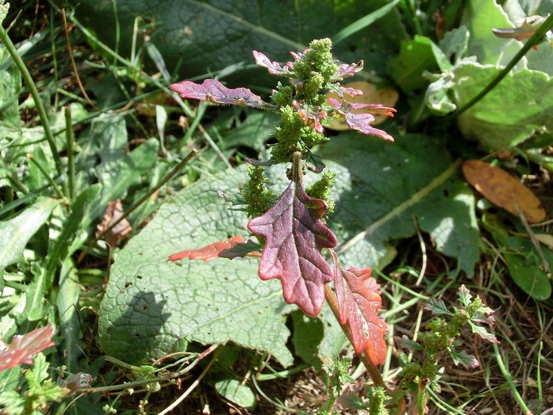 Clammy Goosefoot photo 6