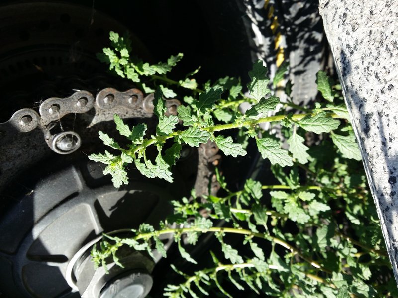 Clammy Goosefoot photo 7