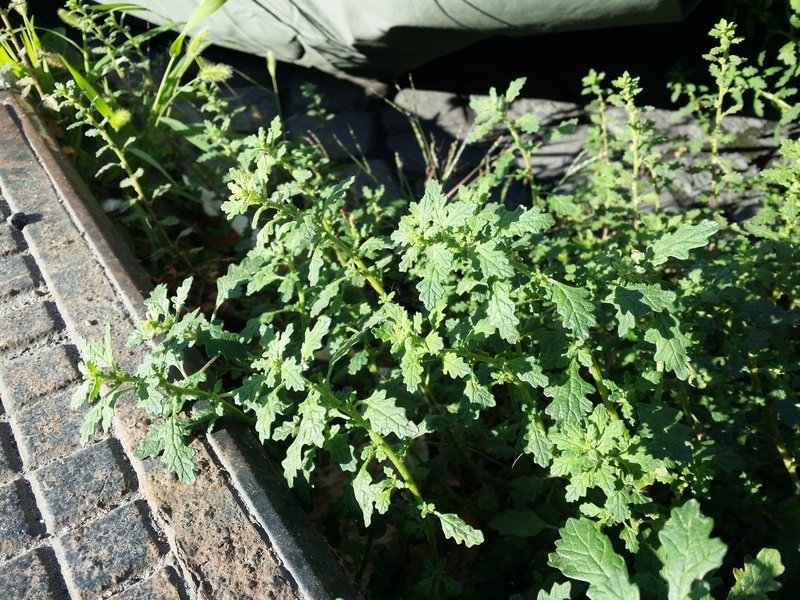 Clammy Goosefoot photo 8
