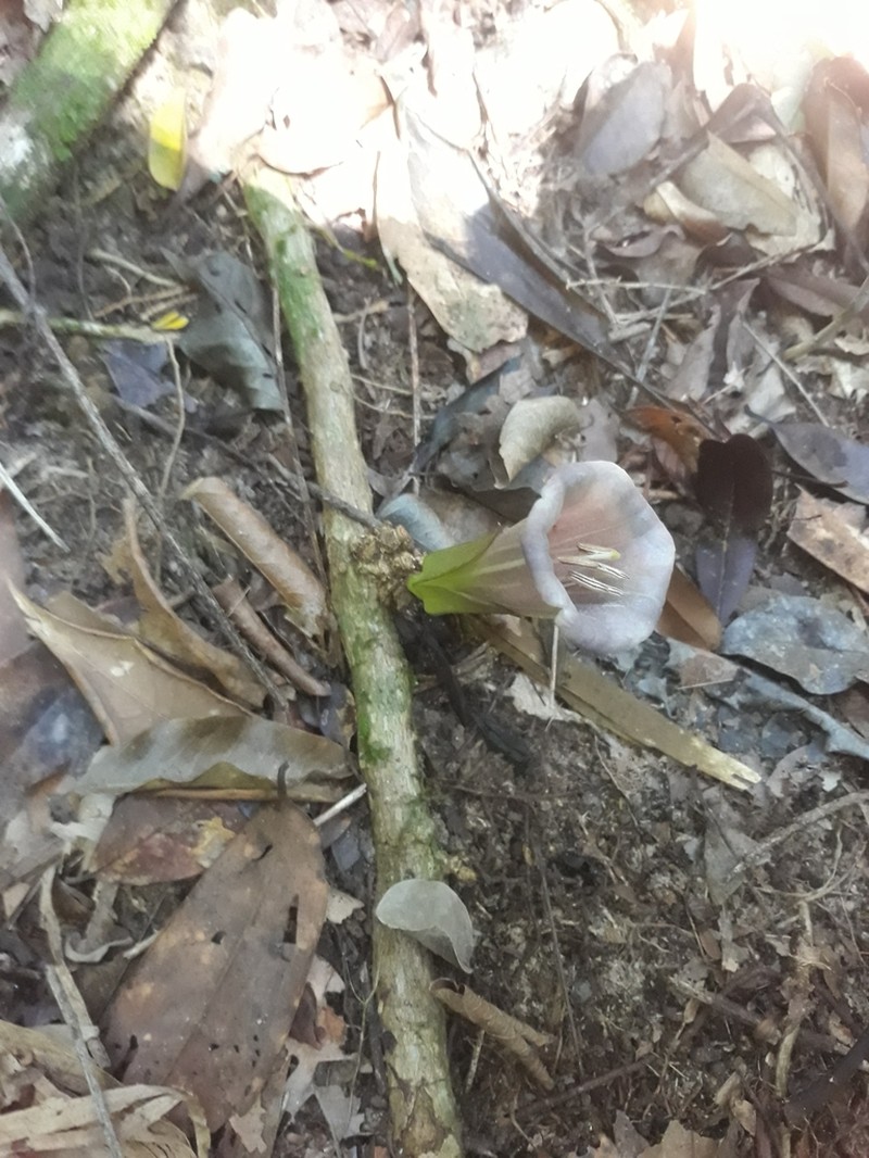 Dyssochroma atlantica photo 3