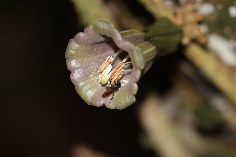Dyssochroma atlantica photo 4