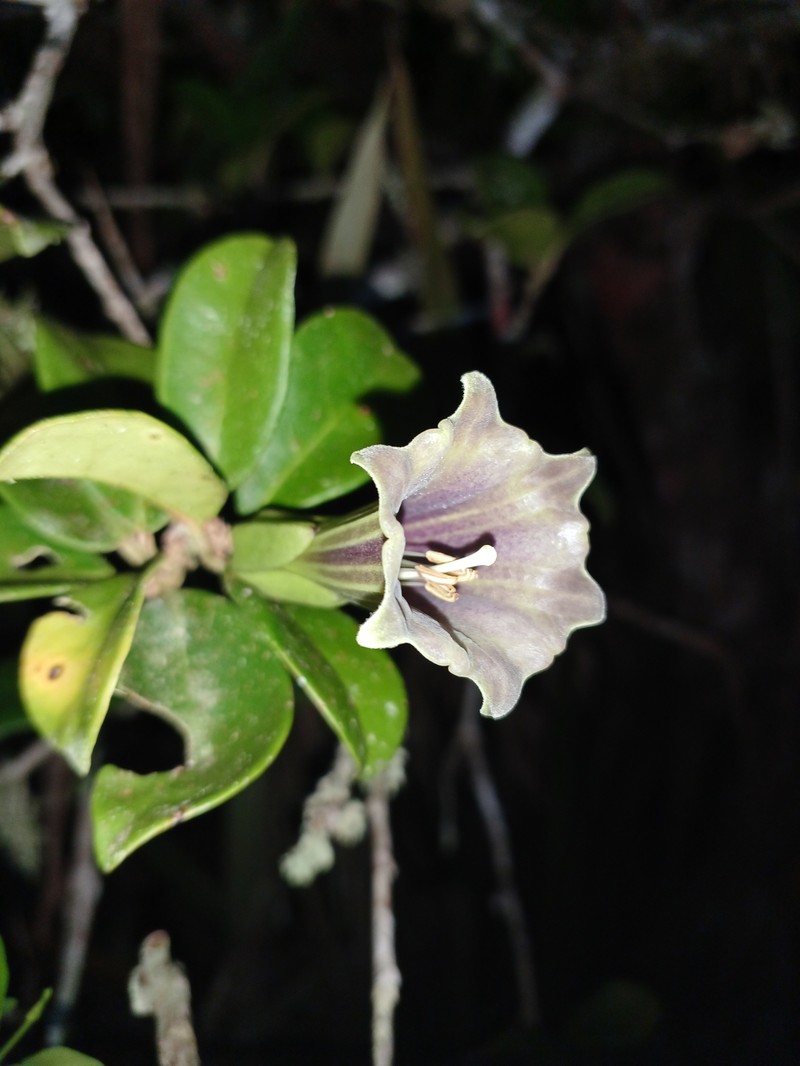 Dyssochroma atlantica photo 5
