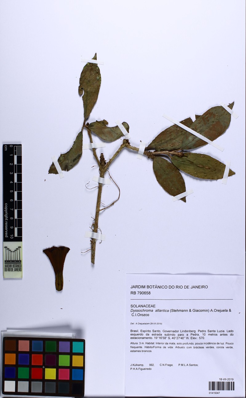 Dyssochroma atlantica photo 6