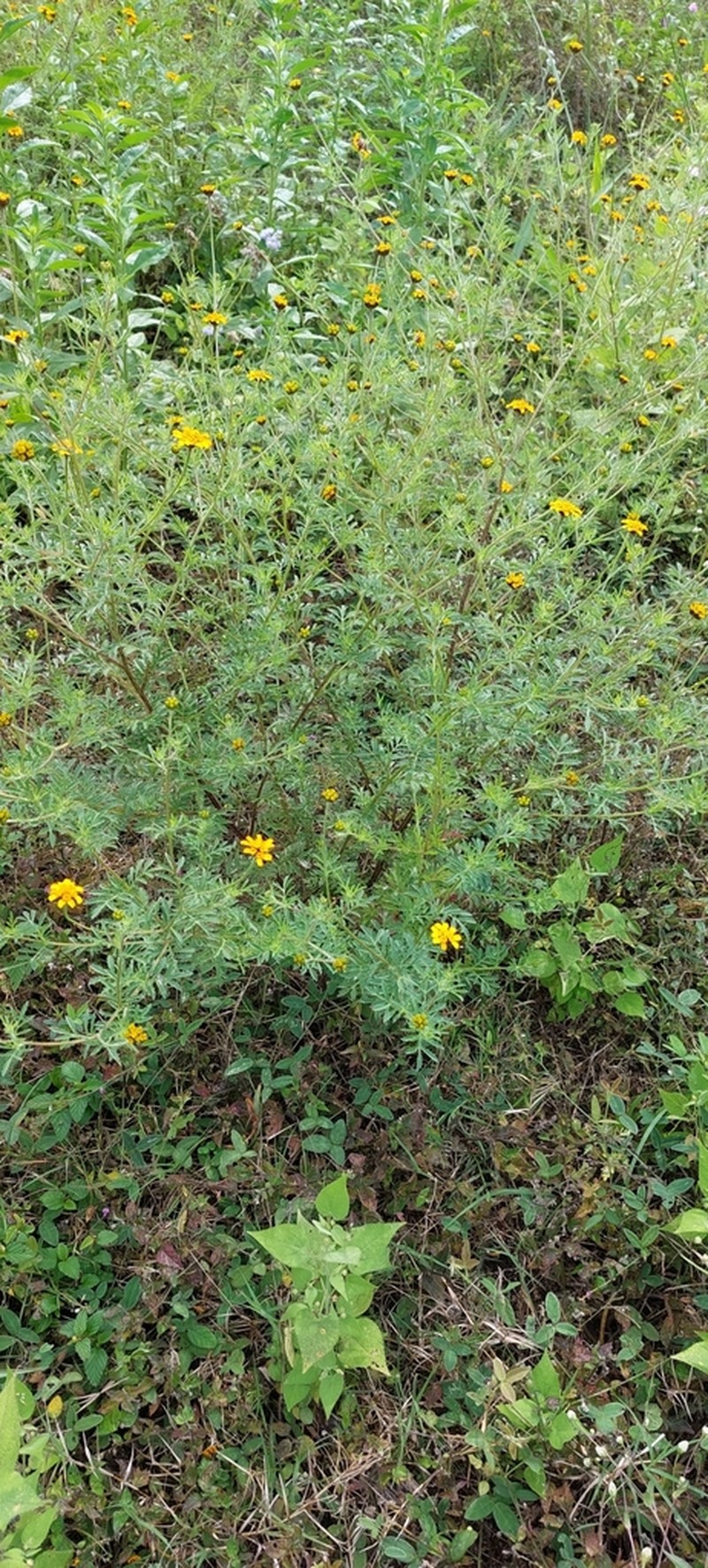 Dyssodia decipiens