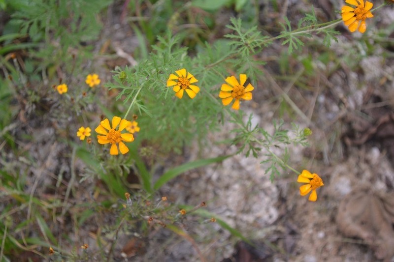 Dyssodia decipiens photo 2