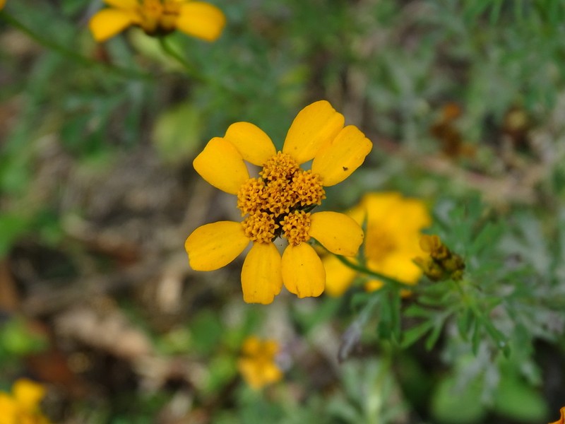 Dyssodia decipiens photo 3