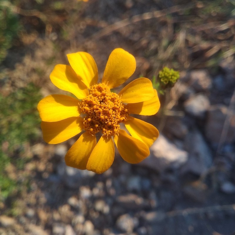 Dyssodia decipiens photo 4