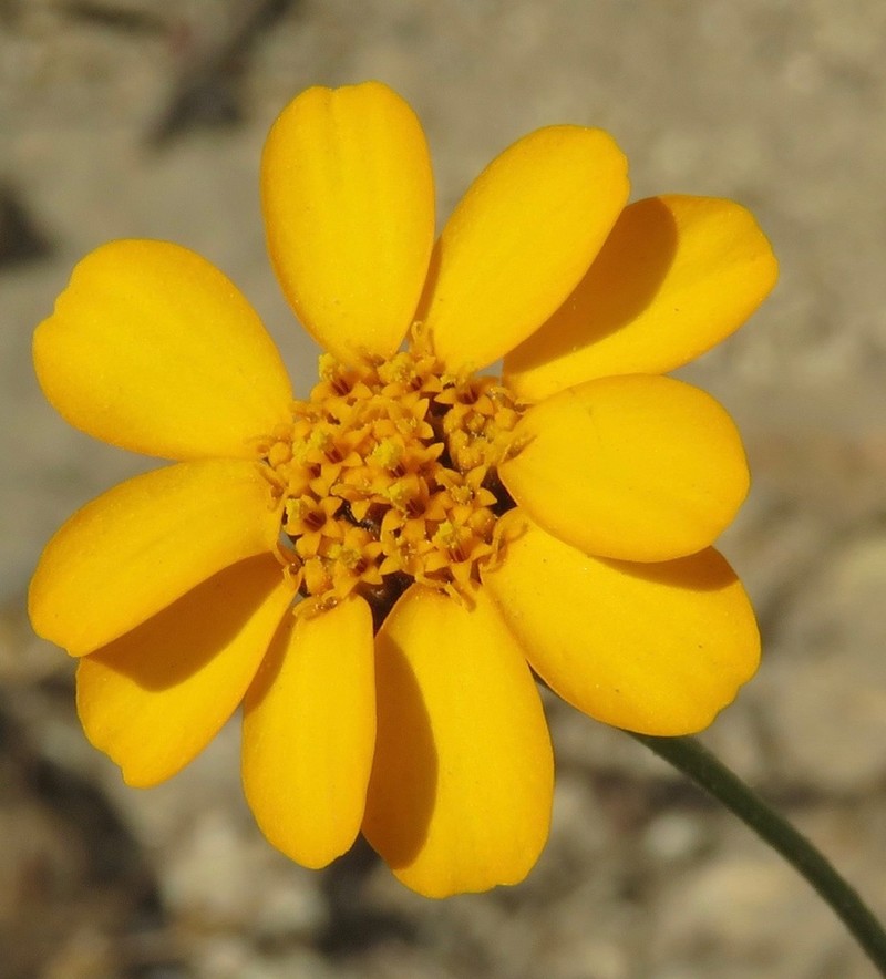Dyssodia decipiens photo 5