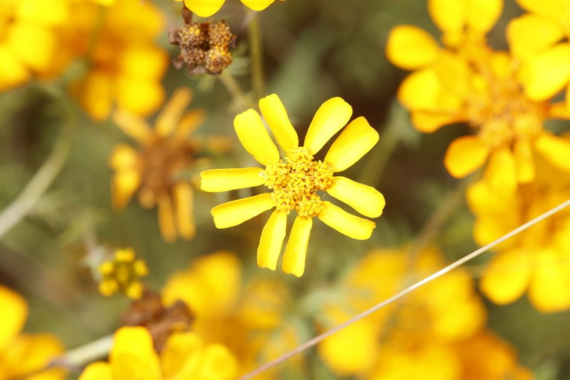 Dyssodia decipiens photo 6