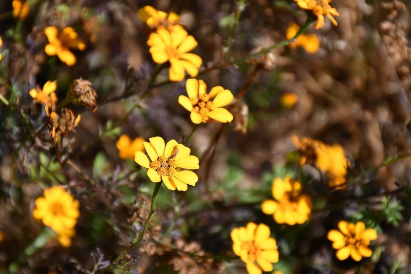Dyssodia decipiens photo 7