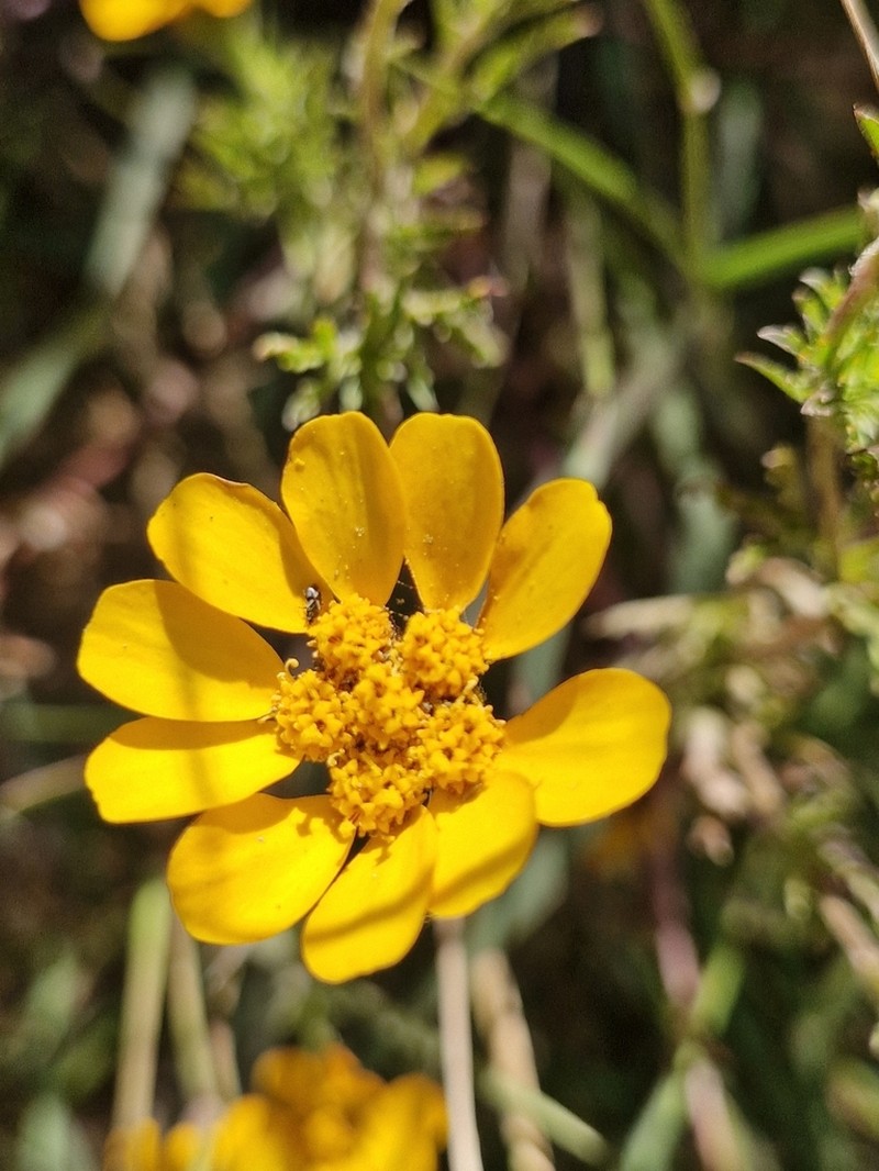 Dyssodia decipiens photo 8