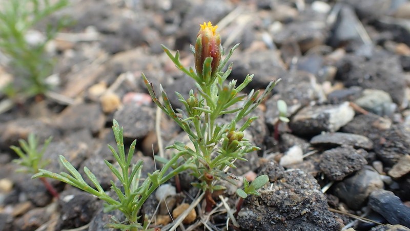 Fetid Marigold