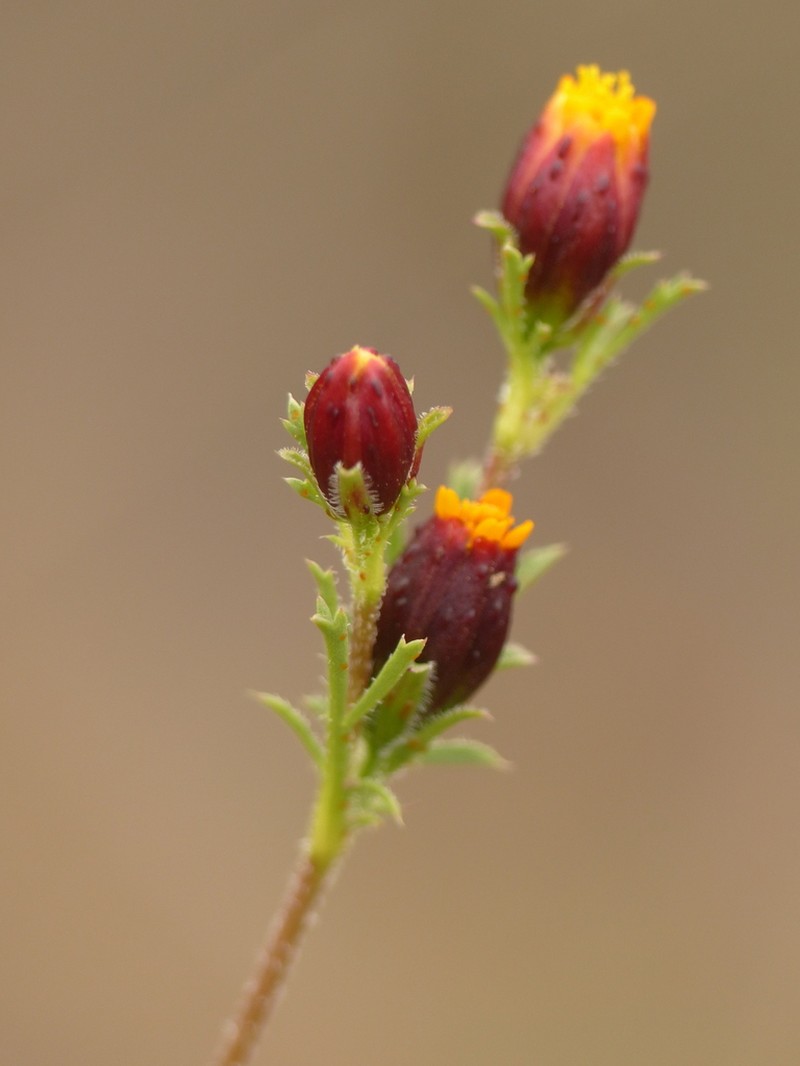 Fetid Marigold photo 2