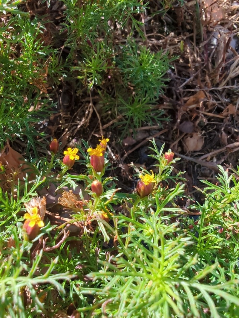 Fetid Marigold photo 3