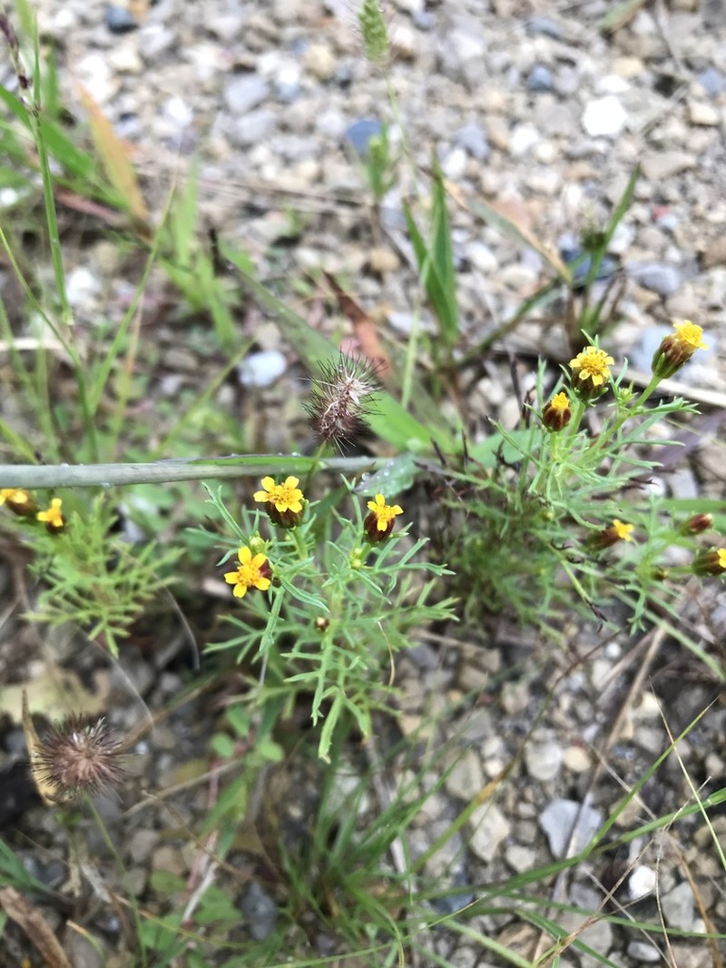 Fetid Marigold photo 4