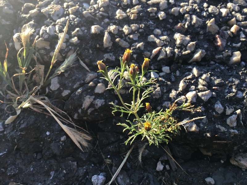 Fetid Marigold photo 5