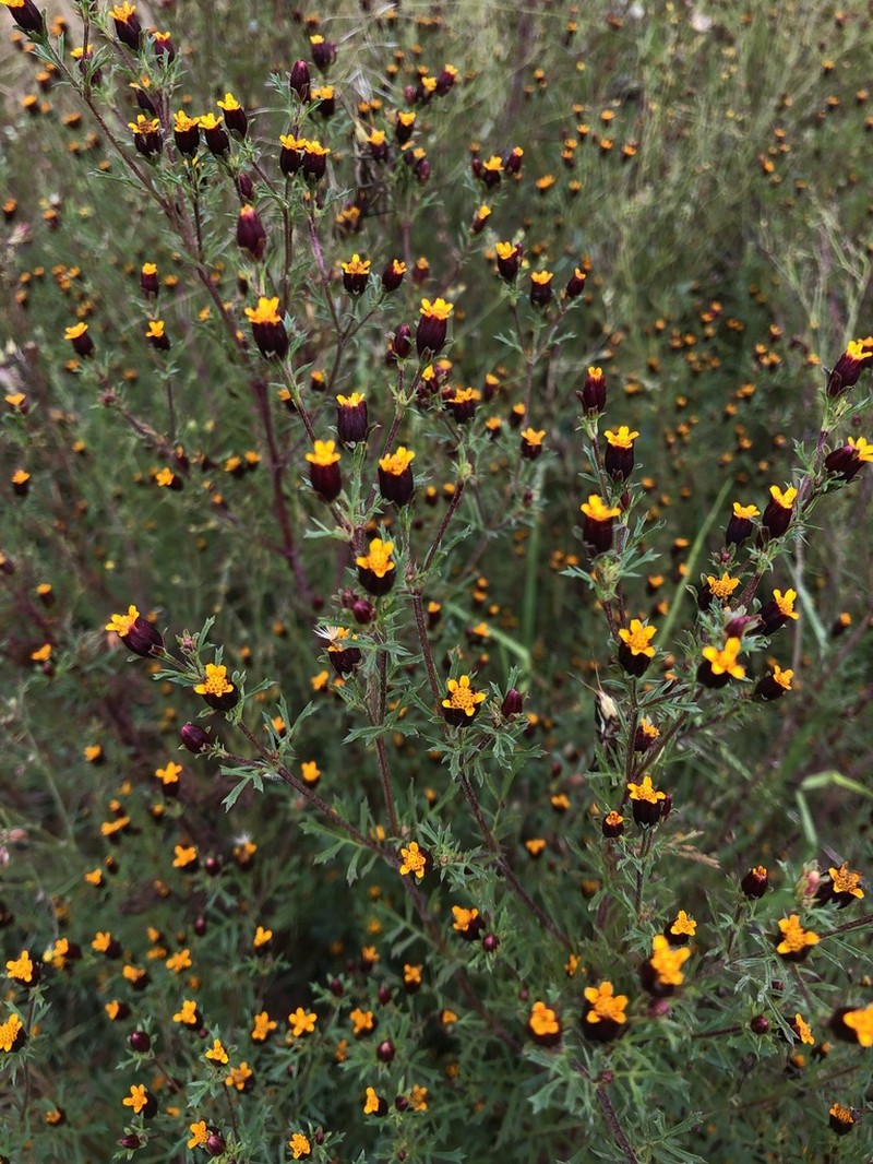 Fetid Marigold photo 6
