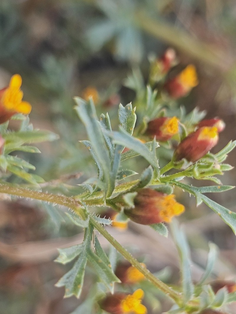 Fetid Marigold photo 7
