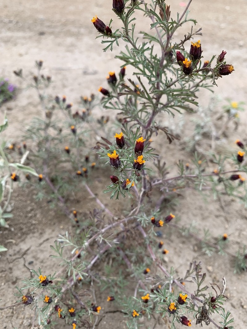 Fetid Marigold photo 8