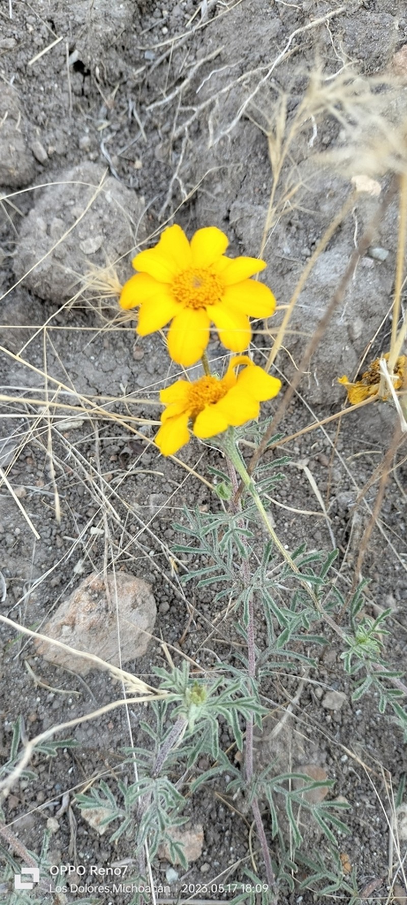Dyssodia pinnata