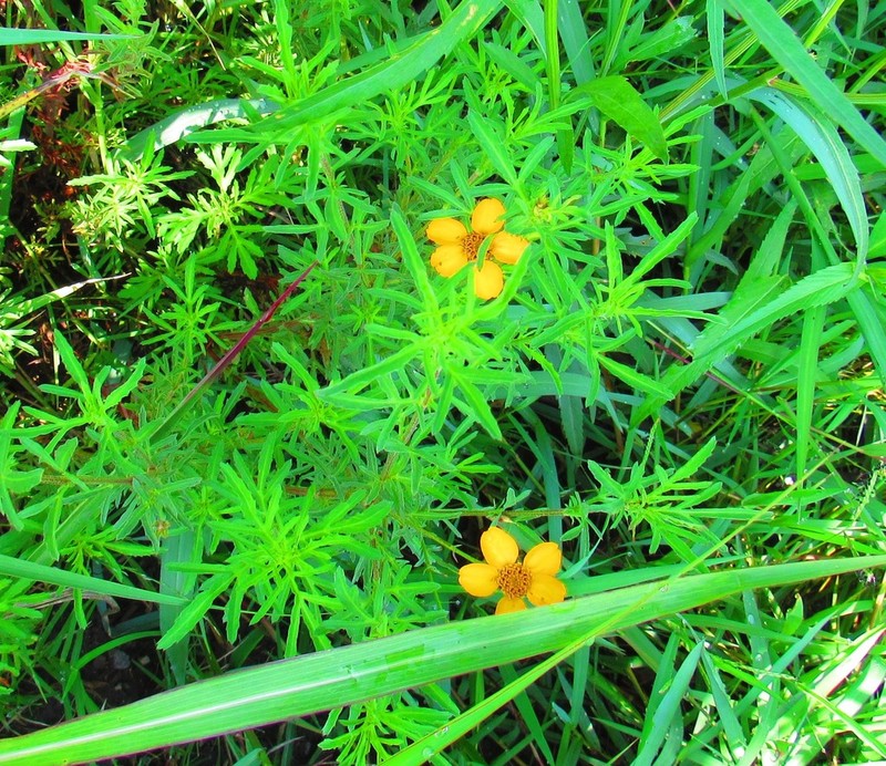 Dyssodia pinnata photo 2