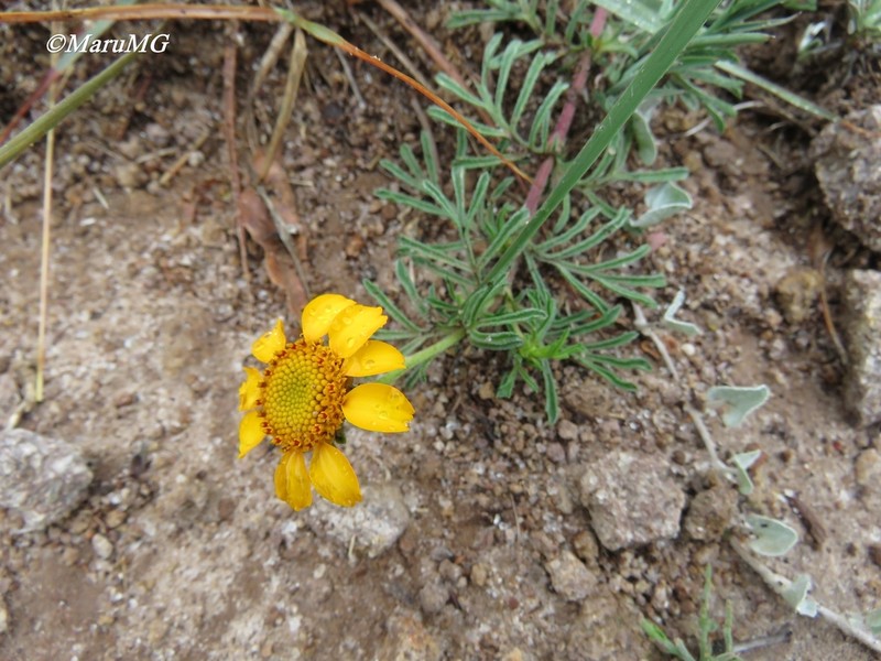 Dyssodia pinnata photo 4