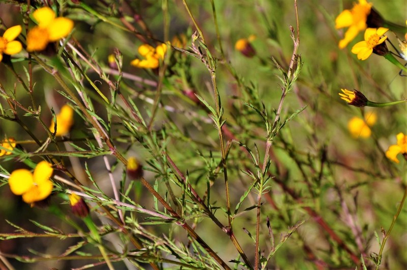 Dyssodia pinnata photo 5