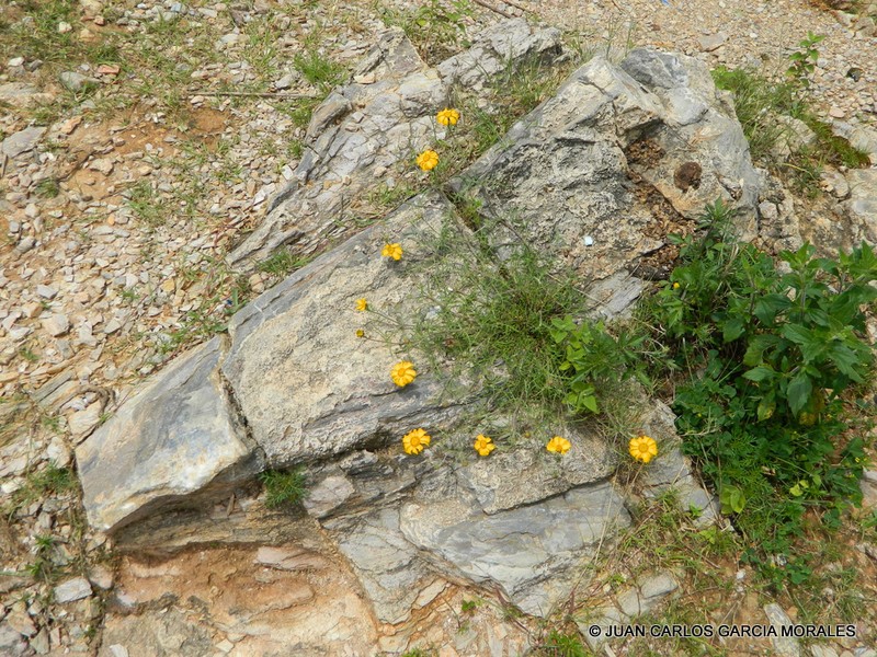 Dyssodia pinnata photo 8
