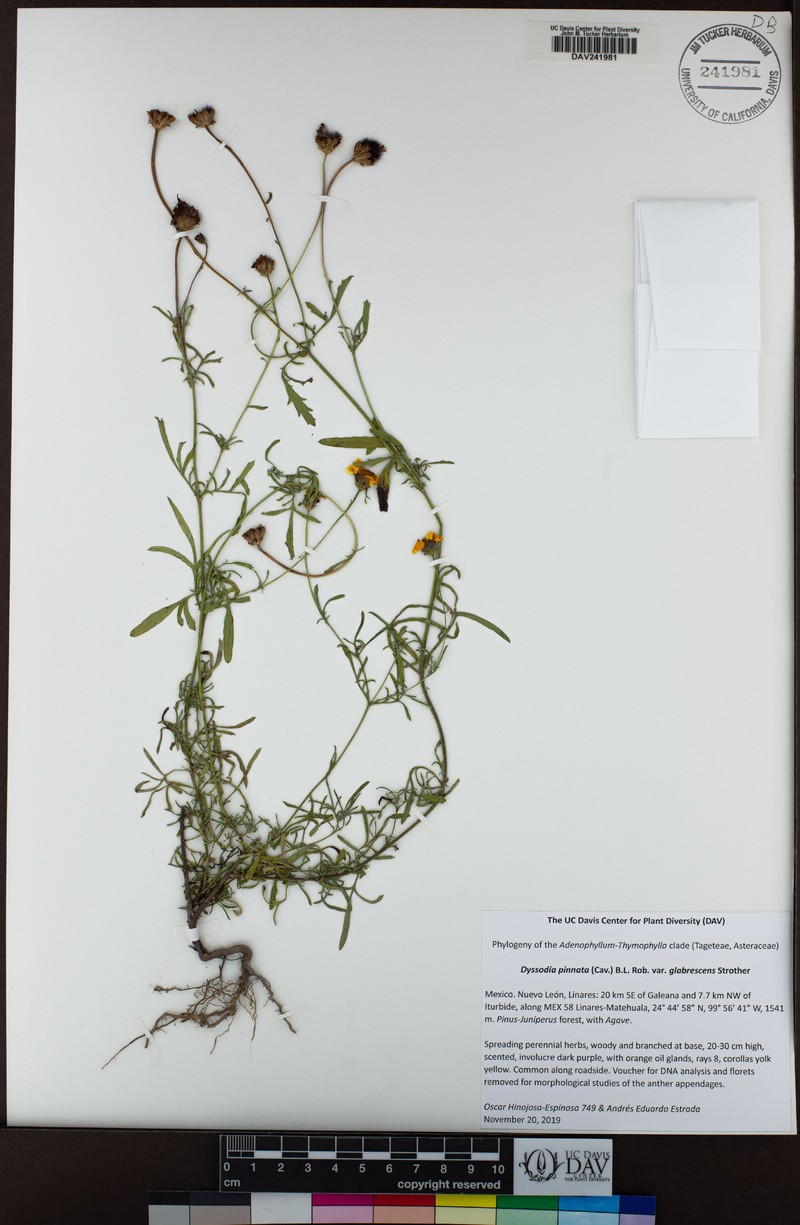 Dyssodia pinnata var. glabrescens