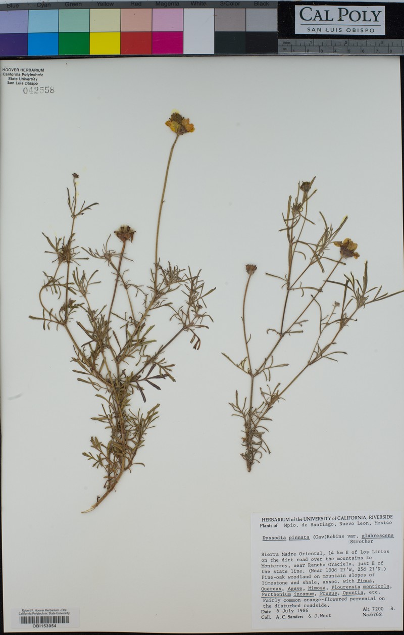 Dyssodia pinnata var. glabrescens photo 2