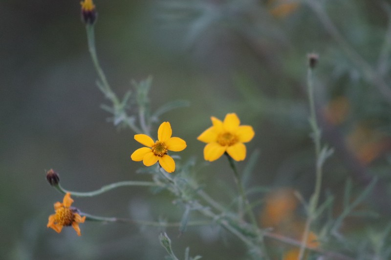 Dyssodia tagetiflora
