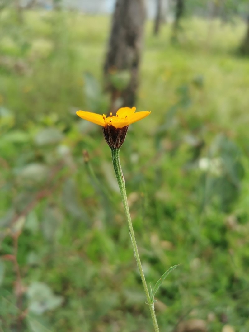 Dyssodia tagetiflora photo 2