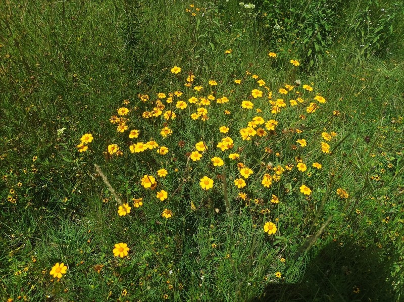 Dyssodia tagetiflora photo 3