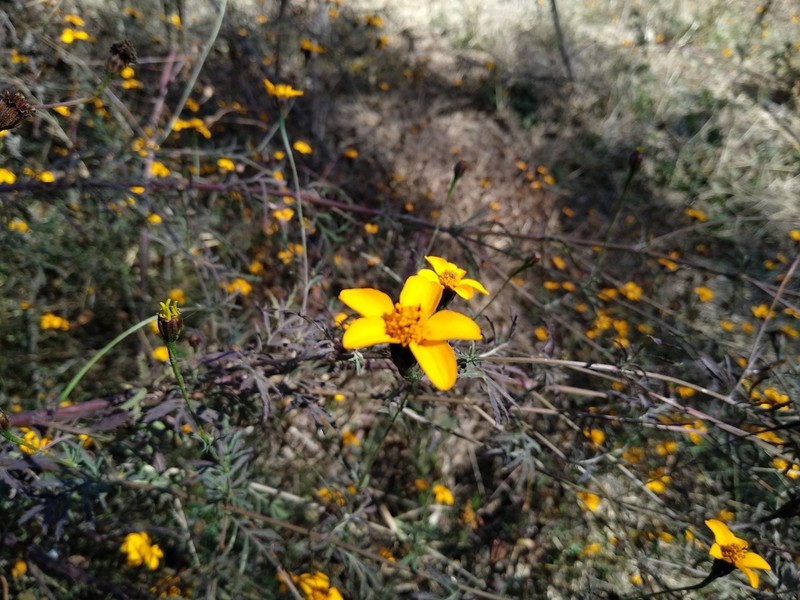 Dyssodia tagetiflora photo 4